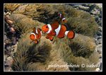Clown fish in Anilao